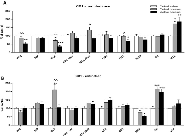 Immunohistochemical analyses for the CB1 receptor expression in the rat brain structures following cocaine (0.5 mg/kg/infusion) self-administration (a) and 10-daily cocaine abstinence with extinction training (b). Active cocaine—rats self-administering cocaine; Yoked cocaine—rats received passively cocaine; Yoked saline—rats received passively saline. For more explanation see Fig. 1. N = 6 rats/group for cocaine self-administration; N = 7 rats/group for cocaine abstinence. *p < 0.05, **p < 0.01, ***p < 0.001 vs Yoked saline; ^p < 0.05, ^^p < 0.01, ^^^p < 0.001 vs Active cocaine (Newman-Keuls test)