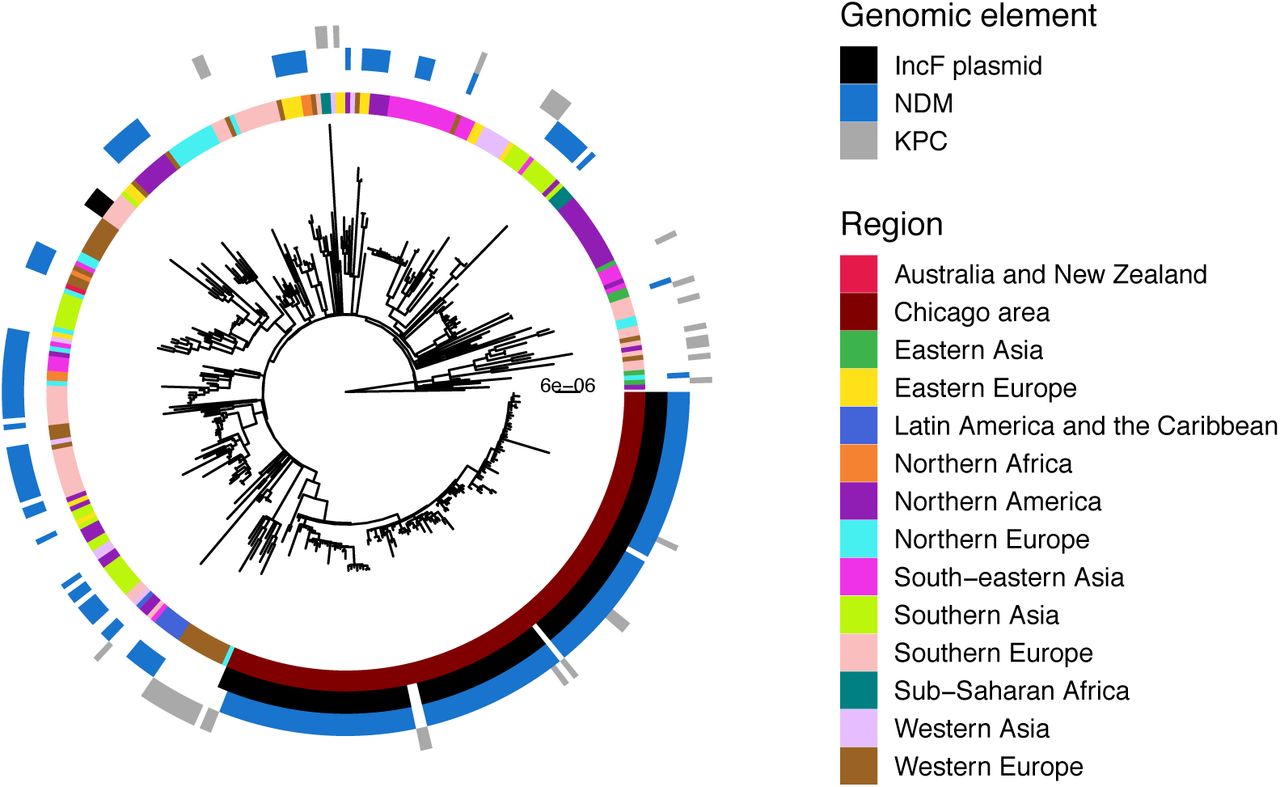 Study isolates are clonally separated from all publicly available isolates outside the Chicago region.Maximum likelihood phylogeny of study and public isolates annotated by geographic region and genomic element.