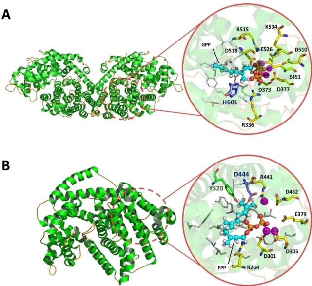 Cartoon model of limonene synthase from Cannabis sativa (CLS) (A) and 5‐epi‐aristolochene synthase (TEAS) from Nicotiana tabacum (B). Alpha helices in the cartoon representations of the respected models are shown in green. Loops are shown in orange. Zoom‐in view of the active site and the amino acid residues that are involved in the substrate binding. GPP and FPP are shown as ball and stick. Residues involved in the GPP and FPP binding sites are highlighted in yellow. Proposed residues acting as general bases for deprotonation of intermediates during the catalysis are colored in blue. Residues acting as proton shuttles for protonation of intermediates are shown in green. Residues involved in binding the carbon moiety of GPP and FPP through hydrophobic interactions are shown in grey. Mg2+ ions are colored in magenta. Presentation of the model and the active site was designed using PyMOL Molecular Graphics System, Version 2.3.3 Schrödinger, LLC.