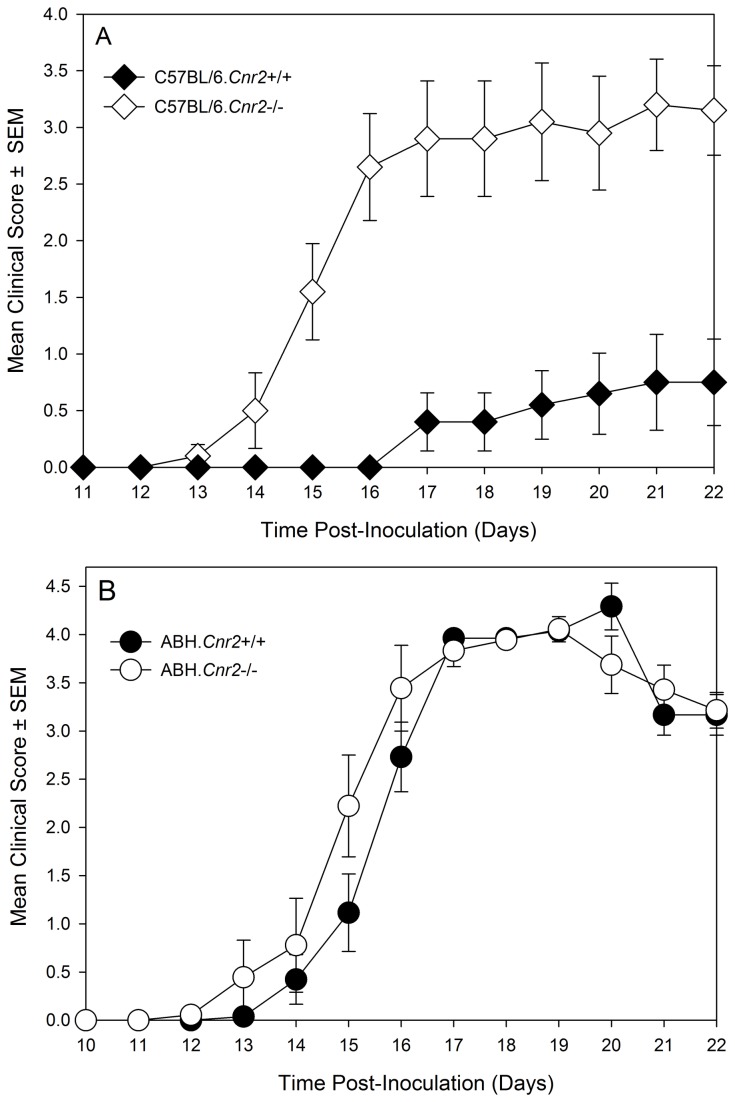 Genetic Background may influence the development of EAE in CB2 receptor knockout mice.(A) Female C57BL/6/J wildtype (black symbols. n= 9) and C57BL/6.Cnr2 tm1Dgen CB2 receptor knockout mice (white symbols n=10) were injected with MOG35-55 peptide in Freunds adjuvant and PTX as co-adjuvant (Table 1B). (B) Male and Female wildtype ABH (black symbols n= 13) or ABH.Cnr2 tm1Dgen (Grey symbols. n=12) CB2 receptor knockout mice were injected with spinal cord homogenate in Freunds adjuvant on day 0 & 7 (Table 1D). These were injected with vehicle or 25mg/kg i.p. THC daily from day 10 onwards (Table 2B). Neurological signs were scored daily 0-5 scale. The results represent the mean ± SEM daily scores.