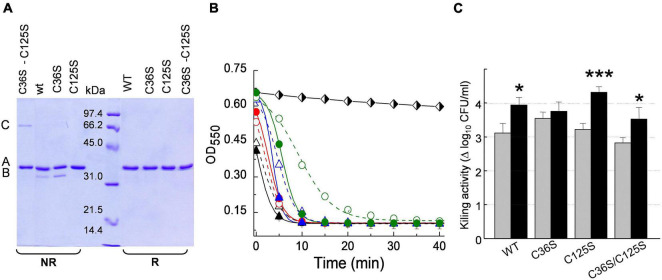 Insight on DTT effect on Skl catalytic activity. (A) SDS-PAGE analysis of Skl WT and its Cys mutants under reducing (R) and non-reducing (NR) conditions (samples treated as in Figure 8A). Bands B and A correspond to the monomer with and without an intramolecular Cys31–Cys125 disulfide bridge, and band C to a dimer with a Cys31–Cys31 intermolecular disulfide. (B) Lytic activity of Skl variants (5 μg/ml) against R6 strain in PB and PBDTT10 at pH 6.8 and 37°C (open and solid symbols, respectively). Symbols and solid lines depict representative experimental data after correction for control decay and fit to the Boltzmann sigmoid, respectively (WT: black triangles; C36S: red circles; C112S: blue triangles; C112S–C250S: green circles). Black and white diamonds illustrate control decay. (C) Killing activity of Skl variants in PB and PBDTT10 (gray and black bars, respectively) in samples from (B) after 60 min incubation. Error bars represent standard deviations from three independent experiments. Asterisks mean a significant difference (*p < 0.05; ***p < 0.001) according to two-way ANOVA followed by Tukey post-test to compare with the control (PB); no significant differences were found between the mutants and the WT form.