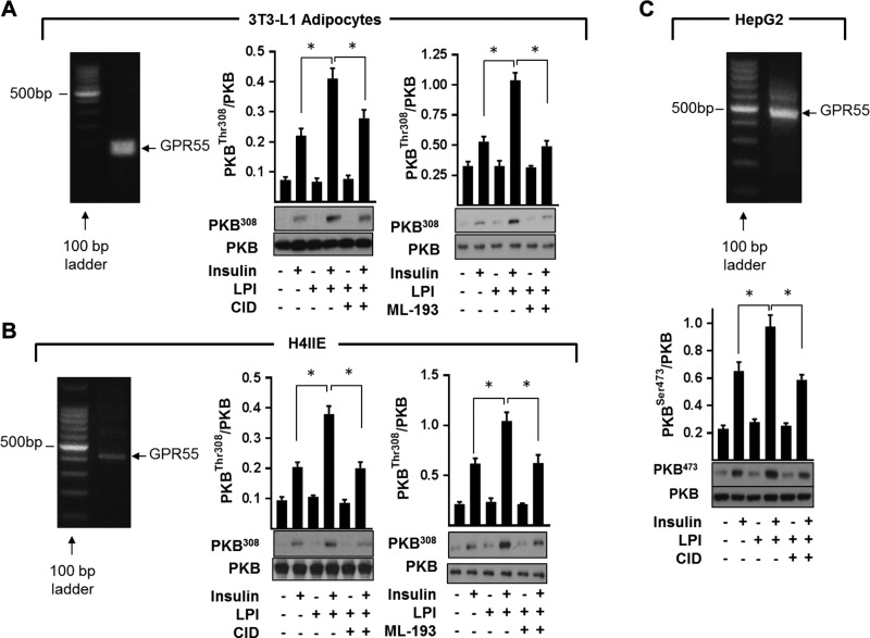 Confirmation of GPR55 expression in differentiated murine 3T3-L1 adipocytes, rat H4IIE, and human HepG2 hepatoma cells and effects of GPR55 modulation in these cells on insulin signaling. Expression of GPR55 in 3T3-L1 adipocytes (A), rat H4IIE liver cells (B), and human HepG2 hepatoma cells (C) was determined by conventional RT-PCR analysis (representative of 3 independent experiments). Cells were treated for 24 h with 3 μM LPI, 10 μM ML-193, and/or 10 μM CID16020046 (CID) as indicated prior to stimulation with insulin (20 nM for 10 min) or vehicle control. Resulting cell lysates were immunoblotted using the antibodies against phospho-PKBT308 or phospho-PKBS473. Values presented are means ± sem from 3 independent experiments. *P < 0.05 between the indicated bar values.