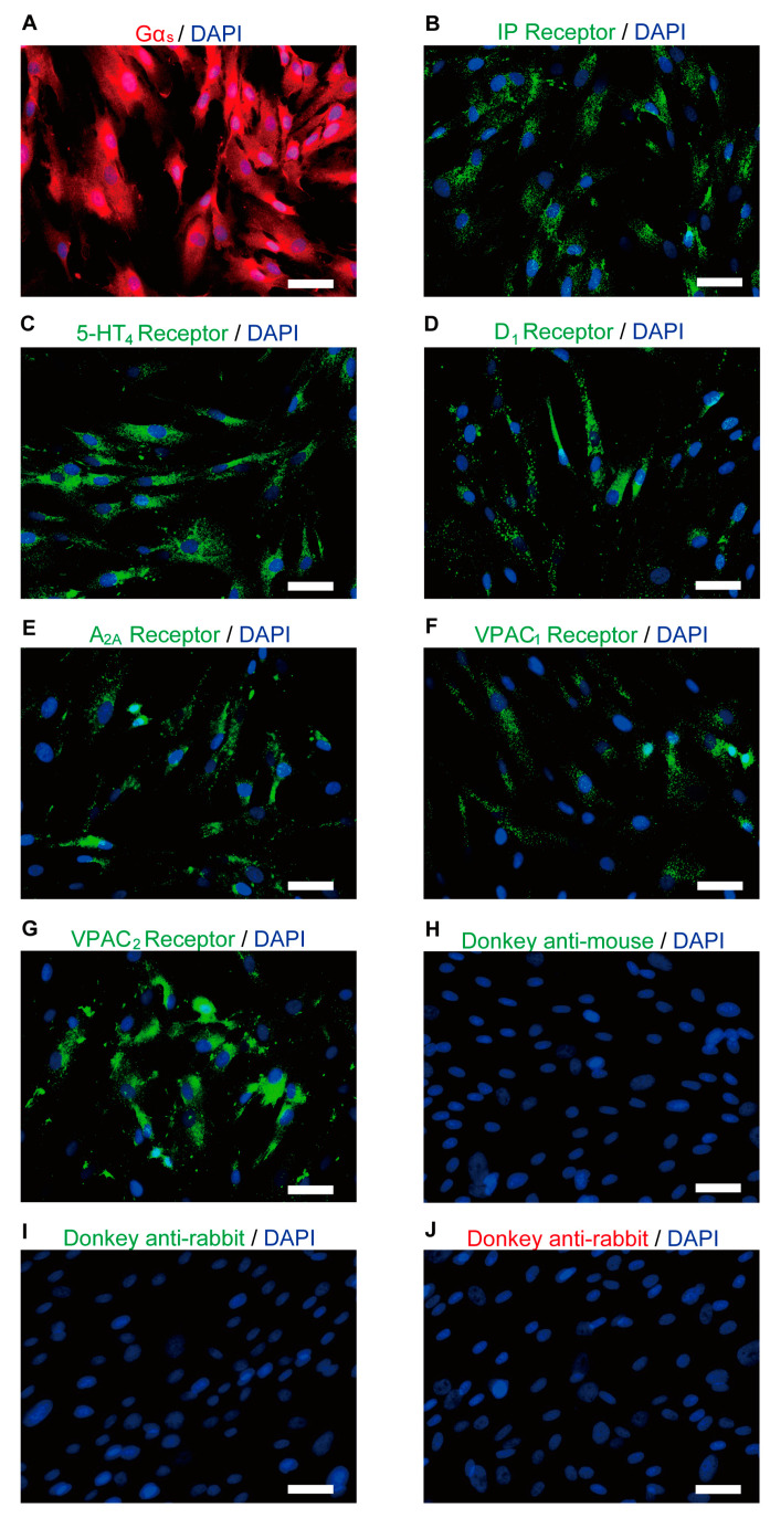 Immunofluorescence analysis of Gαs, IP, 5-HT4, D1, A2A, and VIP receptors in human odontoblasts. (A–G) Human odontoblasts showed positive immunoreactivity to Gαs (red in (A)), IP (green in (B)), 5-HT4 (green in (C)), D1 (green in (D)), A2A (green in (E)), VPAC1 (green in (F)), and VPAC2 receptors (green in (G)). (H–J) No fluorescence was detected in the negative control omitting the primary antibody to control the specificity of the immunostaining with Alexa 488 or 568. Nuclei are shown in blue. Scale bars; 50 µm.
