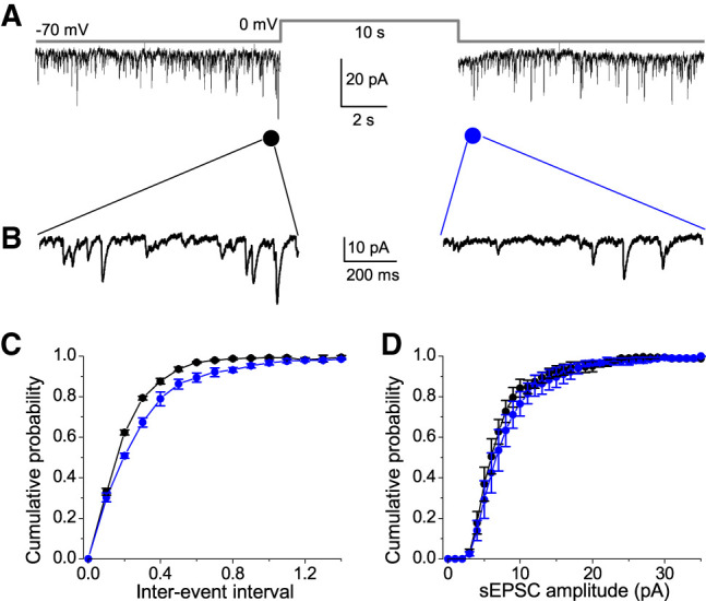 The DSE of spontaneous EPSCs in interneurons of the LA. (A) sEPSCs were recorded at holding potential of −70 mV; test potential was ±0 mV. (B) sEPSC pattern immediately before and after the 10-sec depolarizing step in an expanded time scale. Identical scale bars refer to both traces in A and B. Black and blue symbols are sEPSCs amplitude/rate immediately before and after the depolarizing pulse, respectively. (C,D) Cumulative frequency (P < 0.03, Kolmogorov–Smirnov test) and amplitude (P > 0.05) probabilities, respectively. Error bars are ±SEM.
