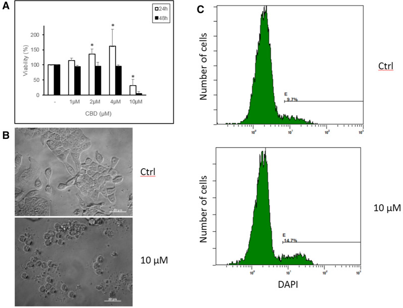 a HT-29 cells were incubated with 0.5% FCS and different concentrations of CBD for 24 and 48 h. Cell viability was assessed by incubation with AB. The mean + SD of three assays are shown. b Morphology of HT-29 cells incubated with or without 10 μM CBD for 24 h. Representative images are shown (bar, 20 µm). c HT-29 cell viability according to DAPI staining (see the “Materials and methods” section). HT-29 cells were incubated without (top) or with 10 μM CBD (bottom) for 24 h, stained with DAPI and immediately analyzed by flow cytometry. The cursor identifies DAPI-positive cells (dead cells), showing a higher percentage in CBD-treated cells. A representative experiment (c) is shown. *p < 0.05