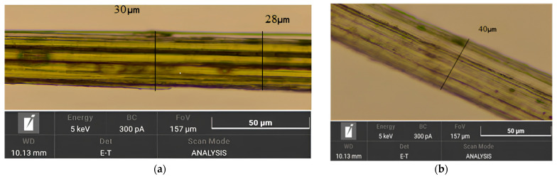 Microimage of cellulose fiber after alkaline (a) and after EHE (b) delignification.
