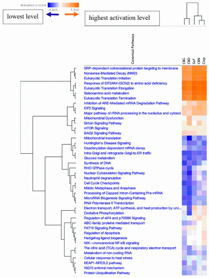 Heatmap analysis of differential biochemical pathway activation in KKU-452 cells treated with CBD, CBG, CBN, cisplatin (Cisp), and gefitinib (Gef). Pathway activation z-scores are color-coded from blue (low activation) to orange (high activation). Two main clusters were observed: the first, comprising CBN, cisplatin, and gefitinib; and the second, comprising CBD and CBG.