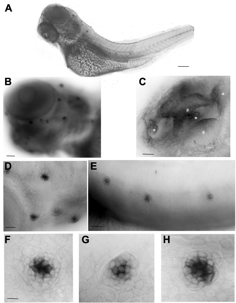 Whole mount in situ hybridization (WISH) with an antisense probe against cnr2 in 3-dpf wildtype larvae. (A) Lateral view of a whole larva. (B) Magnification of the head region showing head neuromasts (NMs) and inner ear expression. (C) Inner ear showing cnr2 expression in all three cristae (*) and two maculae (#). (D) Magnification of cranial NMs in the anterior lateral line (aLL) (E). Magnification of trunk NMs in the posterior LL (pLL). (F–H) Individuals NMs show cnr2 expression that is restricted to the centrally located HCs. Scale bars: in (A) = 1500 microns; (B) = 300 microns; (C) = 50 microns; (D) = 20 microns; (E) = 150 microns; in panels (F–H) = 25 microns.