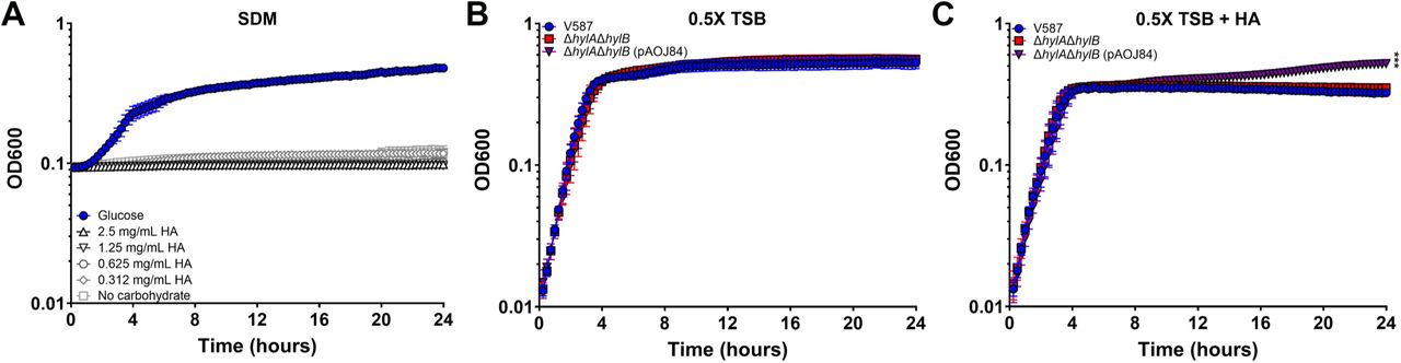 Contribution of HA degradation to E. faecalis growth.(A) E. faecalis V587 was incubated in simplified defined medium (SDM) supplemented with either12 mM glucose or a series of HA concentrations and growth was measured by OD600 every 15 minutes for 24 hours. Graph is representative of two independent experiments. Error bars indicate mean ± SD for 10 technical replicates. (B-C) E. faecalis V587, ΔhylAΔhylB, and ΔhylAΔhylB, expressing hylB (pAOJ84) were incubated in 0.5X TSB (B) or 0.5X TSB supplemented with 2.5 mg/ml of unfractionated high molecular weight HA (C). Growth was measured by OD600 every 15 minutes for 24 hours. Graph is representative of two independent experiments. Error bars indicate mean ± SD for 10 technical replicates. ***P<0.001 by two-way ANOVA with Dunnett’s multiple comparison correction.