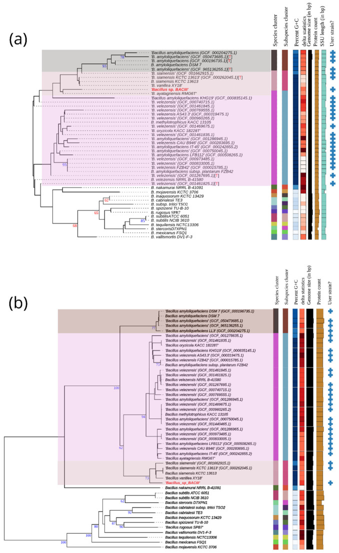 Phylogenetic analyses of Bacillus siamensis BACIII. (a) 16S rRNA gene-based phylogenetic tree showing the taxonomic placement of BACIII among closely related Bacillus species. (b) Genome-based phylogenetic tree generated using the Type (Strain) Genome Server (TYGS) based on whole-genome sequence data. Branch lengths are scaled according to the GBDP distance formula d5, and numbers above the branches indicate GBDP pseudo-bootstrap support values derived from 100 replicates. GenBank accession identifiers are shown in parentheses, with master record accessions truncated.