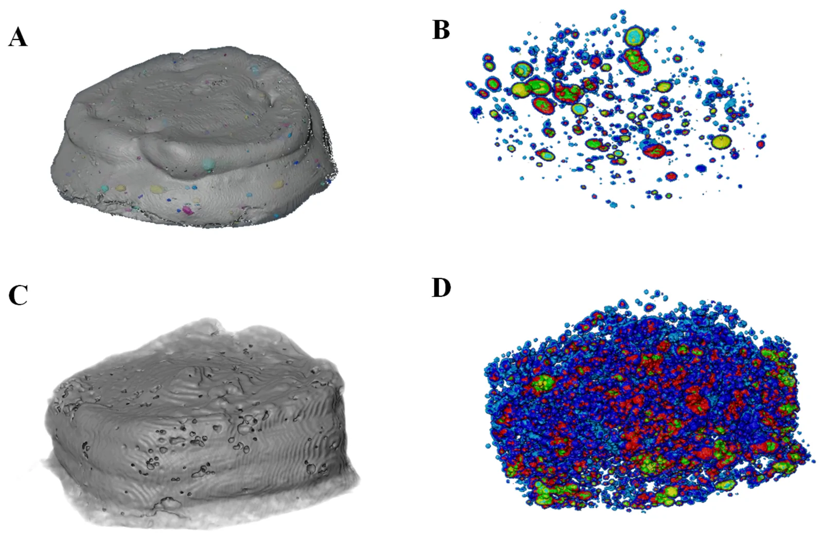 Visual 3D µ-CT images of the printlets: (A) T1 gelatine–pectin control printlet external visual, (B) the distribution of voids and pores in the gelatine–pectin control printlet, (C) T2 gelatine–pectin experimental printlet external visual, (D) the distribution of voids and pores in the gelatine–pectin experimental printlet.
