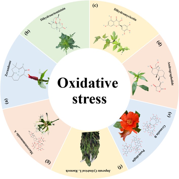 Herbal medicine treats CRC by regulating oxidative stress. (a) Zingiber zerumbet Smith. (b) Artemisia annua L. (c) Vitis heyneana Roem. et Schult. (d) Andrographis paniculata (Burm. f.) Nees. (e) Punica granatum L. (f) Imperata Cylindrical L. Raeusch. (g) Allium macrostemon Bunge.