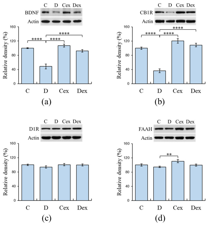 Expressions of prefrontal BDNF, dopamine D1 receptor (D1R), cannabinoid receptor 1 (CB1R), and fatty acid amide hydrolase (FAAH) analyzed by Western blot. (a) Decreased expressions of prefrontal BDNF were observed in the D group, whereas exercise restored this impairment in the Dex group. (b) Decreased expressions of prefrontal CB1R were observed in the D group, whereas exercise restored this impairment in the Dex group. (c) No significant differences were found among groups in their expressions of prefrontal D1R. (d) No significant differences were found among groups in the expressions of prefrontal FAAH. C: control; D: DEHP exposure; Cex: exercised control; Dex: exercised DEHP exposure. Data are presented in mean ± SEM (n = 10 in each group). **: p < 0.01, ****: p < 0.001.