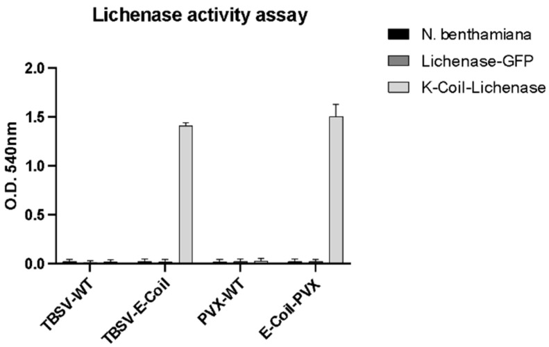 Lichenase activity assay. The X axis represents the different VNPs used for coating ELISA plates and tests the interaction and enzymatic activity with extracts derived from N. benthamiana negative control and Lichenase–GFP or K-coil–Lichenase agroinfiltrated plant extracts, as indicated. For coating, 1 μg of TBSV-wt or TBSV-E-coil NPs and 4 μg of PVX-wt or E-coil-PVX NPs were used. Data are presented as mean ± SD of biological triplicates.