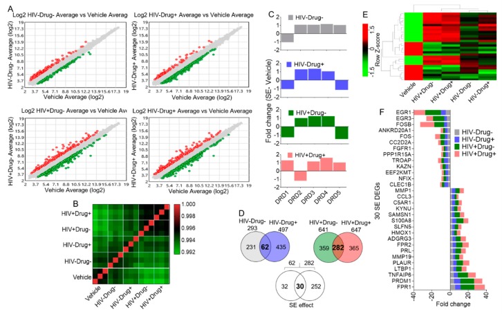 Microarray analysis of monocytes (n = 15) treated with vehicle or SE from different clinical groups (triplicate per treatment): (A) Scatter plots of the different SE treatments compared to the vehicle control. Red and green dots correspond to the significantly up- and downregulated genes, respectively. Gray dots correspond to the unchanged genes. (B) Correlation matrix of all genes (21448) showing a differential pattern in monocyte gene expression. (C) Gene expression levels of dopamine receptors as determined by microarray analysis. Differences were not significant with the set filtration criteria of fold change (FC) < −2 or FC > 2 and p-value < 0.05 (Benjamini and Hochberg correction for multiple observations). (D) Venn diagram analysis showing 30 differentially expressed genes (DEGs) common to all SE (HIV−Drug−, HIV−Drug+, HIV+Drug−, HIV+Drug+) treatments. The bold fonts in the Venn diagrams are the numbers of interest. (E) Hierarchical clustering heatmap showing the overall expression of the 30 SE-DEG. (F) Bar graph showing the fold change of each of the 30 SE-DEGs as compared to vehicle.