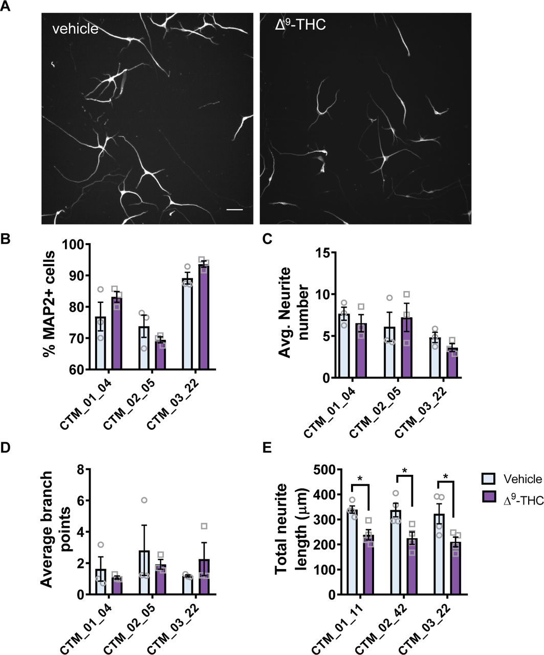 Δ9-THC negatively influences neurite outgrowth in hiPSC-neurons.(A) Representative images of MAP2 stained day 30 hiPSC-neurons following 24 hour treatment with vehicle or Δ9-THC, as imaged using the Opera Phenix High Content Imager. (B) Assessing of the number of DAPI-positive MAP2 neurons demonstrates no difference on overall neuronal number across conditions. Data are presented for each individual hiPSC-line: data was generated from 3 independent cultures for each independent hiPSC line. (C, D) Assessment of average neurite number (C) and average branch number (D) revealed no difference between conditions. (E) Treatment with Δ9-THC for 24 hours significantly reduced total neurite length compared to vehicle control. Scale bar = 50 µm.