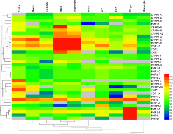 Tissue expression profile of 35 silkworm genes encoding proteins with the ChtBD2 domain. Gene expression levels are represented by red (higher expression) and blue (lower expression) boxes. The columns represent 10 different tissue or organ samples: testis, ovary, head, integument, fat body, midgut, hemocyte, MT (Malpighian tubule), MSG (anterior/median silk gland), and PSG (posterior silk gland).
