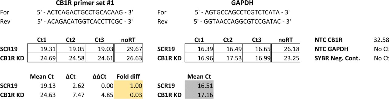 qPCR primers were validated against KD samples.Specificity of CB1R qPCR primer set used in Fig. 4G was tested against DIV14 cortical neuronal samples lentivirally transduced with CB1R shRNA (target sequence from (43) or a 19mer scrambled control (target sequence from (44)). There was a 97% reduction in transcript levels in CB1R KD neurons compared to SCR19 control, suggesting that the primers used are specific for CB1R mRNA.