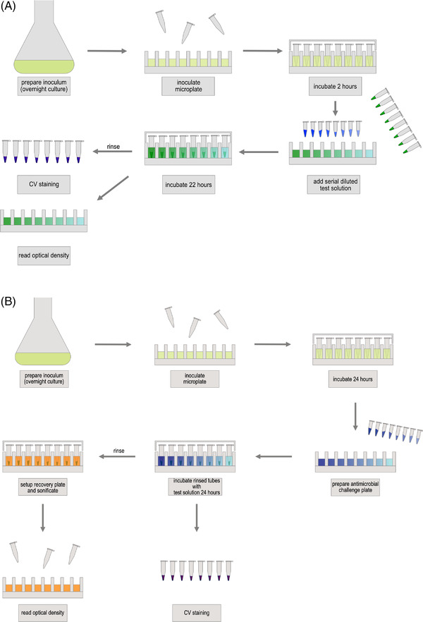 Schematic illustration of PCR‐tube antibiofilm assay: (A) MBIC used for determining the minimal peptide concentration needed to eradicate fully grown biofilm, (B) MBEC used for determining the minimal concentration which is needed to prevent biofilm growth onto the pegs; description see in Section 2.2.3 in the main text above