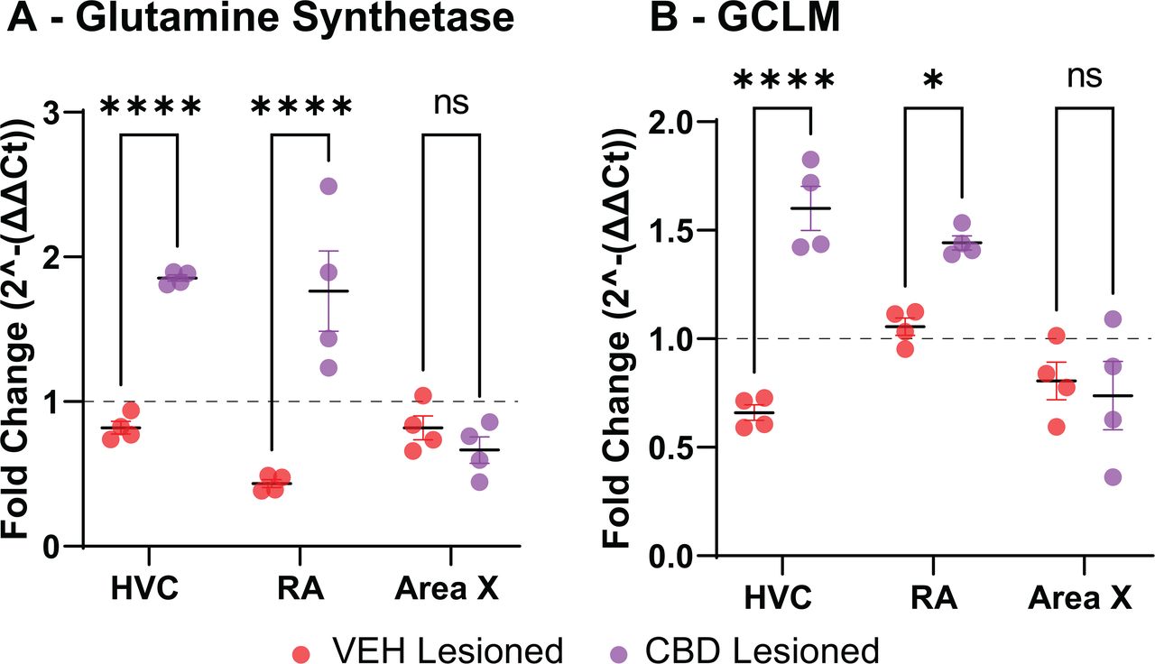 Cannabidiol (CBD) enhances expression of astrocytic metabolic and antioxidant marker transcripts in song control nuclei following injury.Quantitative RT-PCR analysis of selected transcripts in lesioned hemispheres of HVC, RA, and Area X from vehicle- and CBD-treated birds, normalized to the contralateral un-lesioned hemisphere. (A) Glutamine synthetase (GS), a key astrocytic enzyme supporting glutamate recycling and metabolic homeostasis, shows significantly increased mRNA levels in HVC and RA with CBD treatment. (B) Glutamate-cysteine ligase modifier subunit (GCLM), a regulator of glutathione synthesis and cellular antioxidant capacity, shows significantly increased mRNA levels in HVC and RA with CBD treatment. Data represent mean fold change ± SEM from n = 4 animals per group (individual points shown). Comparisons were performed using mixed-effects ANOVA with Sidak’s multiple comparisons test (p < 0.05).