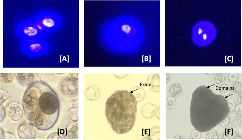 Developmental pathways observed in C. sativa (industrial hemp) microspore culture. (A–C) Male gametophyte development in C. sativa during in vitro culture. (A) Uninucleate microspores; (B) uninucleate microspores after 3 days in culture media; (C) symmetrically divided microspore with two equally sized nuclei; (D) multinucleate structure without organization and still enclosed in exine; (E) globular multicellular structure with developing exine; and (F) heart-shape embryo with two distinct domains. The nuclei in (A–C) are stained with the nuclear dye 4′,6-diamidino-2-phenylindole (DAPI) to indicate viability.