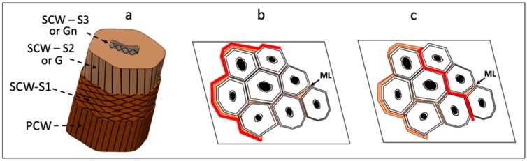 Diagrams illustrating the structural arrangement of a single flax fiber (a) and a crack (in red) that (b) propagates along the perimeter of a bundle and (c) through the bundle in a plant fiber-reinforced thermoset composite under tensile tests. SCW S1, S2 or G, S3 or Gn = secondary cell wall, PCW = primary cell wall, ML = middle lamella.