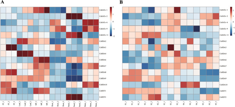 Expression patterns of HATs and histone deacetylase genes (HDACs) in hemp. A Expression of HATs and HDACs across different organs. B Expression of HATs and HDACs at different inflorescence developmental stages. Heat maps reflect the fragments per kilobase of transcript per million mapped fragments (FPKM) values of HATs and HDACs. Colours from red to blue indicate high to low expression