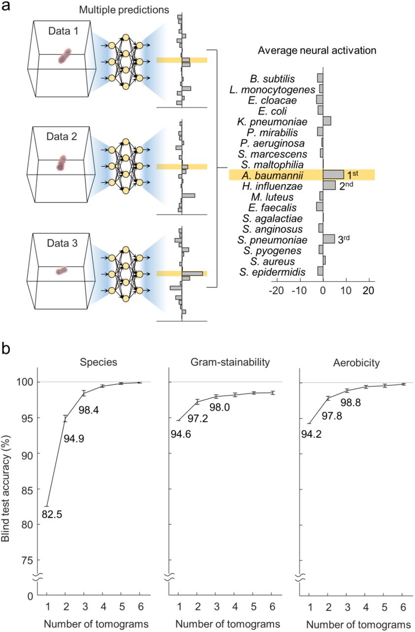 Increase o fidentification accuracy with multiple measurements(A) A higher accuracy is obtained by taking the average of the neural activation resulting from multiple three-dimensional refractive index tomograms of an identical species. (B) The reduction of error is sharper than a simple reciprocal function owing to the feature-extracting ability of the artificial neural network.