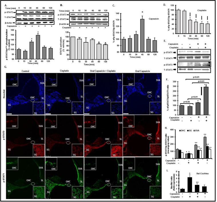 Capsaicin activates both STAT1 and STAT3, while cisplatin activates STAT1 and suppresses pro-survival STAT3. (A,B) UB/OC1 cells treated with capsaicin (2.5 µM) demonstrated significantly increased Tyr705 p-STAT3 after 30 and 45 min (A). Cisplatin (2.5 µM) treatment suppressed the Tyr705–p-STAT3 (B) in a sustained and significant manner at 120 minutes. (C) Capsaicin treatment significantly increased the ratio of p-STAT3/p-STAT1 in a transient manner at 45 minutes. (D) Cisplatin treatment persistently and significantly decreased the p-STAT3/p-STAT1 ratio. (E,F) UB/OC1 cells were pretreated with capsaicin (2.5 µM) for 30 minutes followed by cisplatin (2.5 µM) treatment for 45 minutes. Cisplatin increases p-STAT1 significantly, with no change in p-STAT3 phosphorylation, while capsaicin increased p-STAT1 and p-STAT3 significantly. Capsaicin + cisplatin treatment decreased p-STAT1 significantly with a concomitant significant increase in p-STAT3 activation. Graphical analyses of p-STAT3/p-STAT1 ratio indicates that cisplatin significantly decreased the p-STAT3/p-STAT1 ratio compared to control, capsaicin significantly increased p-STAT3/p-STAT1 ratio compared to cisplatin. Capsaicin + cisplatin group showed a significant increase in p-STAT3/p-STAT1 ratio compared to all the groups, possibly due to significant increase in p-STAT3 activation and significant decrease in p-STAT1 activation. (G) Mid-modiolar sections of cochleae from rats treated with sterile PBS, i.p. (vehicle), capsaicin (20 mg/kg) or cisplatin (11 mg/Kg, i.p) for 72 hours were immunolabeled for Ser727-p-STAT1 (green) or Tyr705-p-STAT3 (red) and imaged using confocal microscopy (insets: 100X magnification). Cisplatin increased Ser727-p-STAT1 staining at 72 h post administration, while capsaicin treatment did not alter p-STAT1 compared to control in the cochlea. Capsaicin (72 h) increased Tyr705-p-STAT3 staining, while cisplatin (72 h) suppressed the Tyr705-p-STAT3 staining. Asterisks (*) indicate statistically significant difference from 0 min or control cells (p < 0.05); double asterisks (**) indicate statistically significant difference from cisplatin (p < 0.05); (n = 4). Scale bar is 100 µm. (H) Graphical representation of p-STAT3/p-STAT1 ratio of the different cochlear regions as analyzed by image J software. (I) Cochlear gene expression by q-PCR indicates that cisplatin treatment increased the Bax/Bcl-2 ratio, which was abrogated by capsaicin pre-treatment.