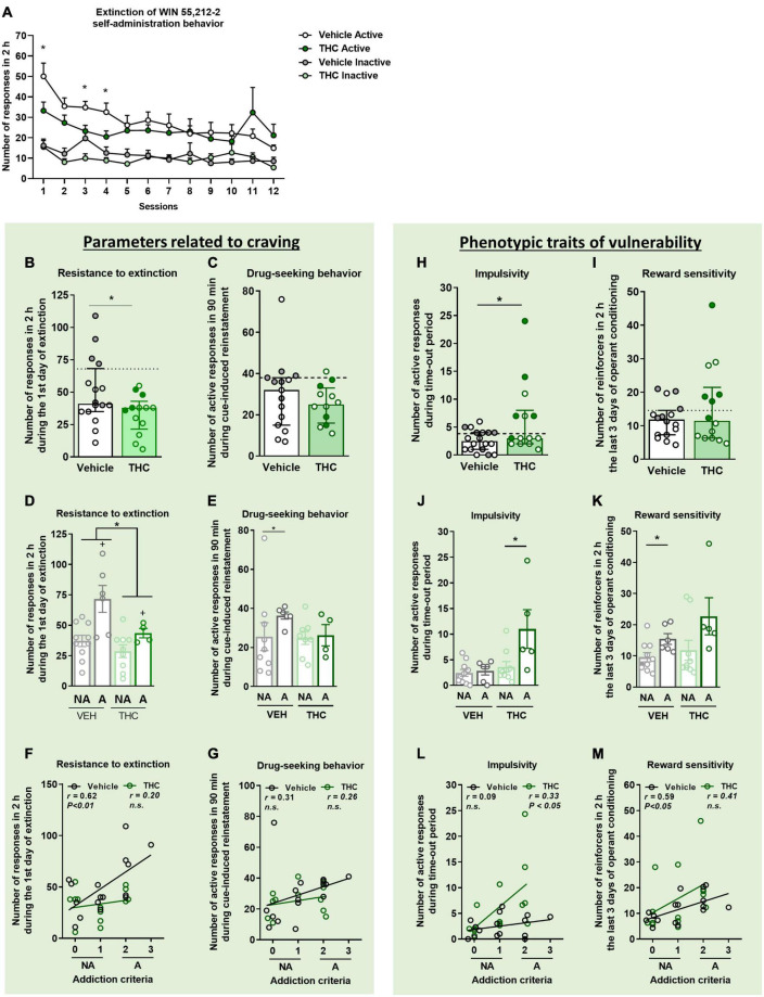 THC administration during adolescence favored the parameters related to craving and the phenotypic vulnerability traits to addiction-like behavior after WIN 55,212-2 operant self-administration in adult mice. (A) Extinction pattern of the WIN 55,212-2 self-administration behavior (mean ± SEM, repeated measures ANOVA). (B,C) Behavioral tests of the two parameters related to craving (individual data with median and interquartile range). (B) Resistance to extinction: number of active nose-poke responses during the first 2-h extinction session is significantly higher in vehicle compared to THC pre-treated mice (Student’s t-test, *p < 0.05). (C) Drug-seeking behavior with the cue-induced reinstatement after abstinence: number of active responses performed during the 90 min cue-induced drug-seeking test performed after extinction (Student’s t-test). The dashed horizontal line indicates the 75th percentile of distribution of the group, used as the threshold to consider a mouse positive for one criterion. “Addicted” mice are represented in gray-filled circles for the vehicle group and green-filled circles for the THC group. (D,E) Behavioral tests regarding the parameters related to craving when separating between “addicted” and “non-addicted” mice (individual data with mean ± SEM). (D) In resistance to extinction, an effect of THC pre-treatment was detected between vehicle and THC groups as well as an effect of phenotype between “addicted” and “non-addicted” mice (two-way ANOVA, Treatment effect = *p < 0.05, Phenotype effect = +p < 0.01). (E) Higher drug-seeking behavior was observed in “addicted” vehicle pre-treated animals compared to “non-addicted” (U Mann–Whitney, *p < 0.05). Pearson correlations between individual values of addiction-like criteria, and (F) number of responses in 2 h during the first day of extinction and (G) number of responses in 90 min during the cue-induced reinstatement test. (H,I) Behavioral tests used to evaluate phenotypic traits considered to be factors of vulnerability to addiction-like behavior (individual data with median with interquartile range). (H) Impulsivity: number of responses to the active nose-poke during the 10 s time-out period (Student’s t-test, *p < 0.05). (I) Reward sensitivity: number of reinforcers performed to the active nose-poke during the 2 h of the last three sessions of self-administration (U Mann–Whitney). (J,K) Behavioral tests of the phenotypic traits showing higher reward sensitivity in “addicted” mice pre-treated with vehicle compared to “non-addicted”, whereas this difference was observed in the THC group for impulsivity (individual data with mean ± SEM, U Mann–Whitney, *p < 0.05). (L,M) Pearson correlations between individual values of addiction-like criteria, and (L) number of active responses during time-out period and (M) number of reinforcers in 2 h in the last three consecutive days of operant training (nVehicle = 16, nTHC = 14; statistical details are included in Supplementary Table 2).