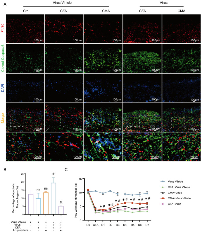Panel A shows immunofluorescence images of tissue samples under different conditions: Ctrl, CFA, and CMA with and without virus. Red indicates F4/80, green cleaved-Caspase3, blue DAPI, and the merge shows the combination. Scale bars are 100 micrometers. Panel B presents a bar graph showing the percentage of apoptotic macrophages under various conditions. Panel C features a line graph depicting paw withdrawal thresholds over seven days for different combinations of treatments, with various symbols indicating significant differences.