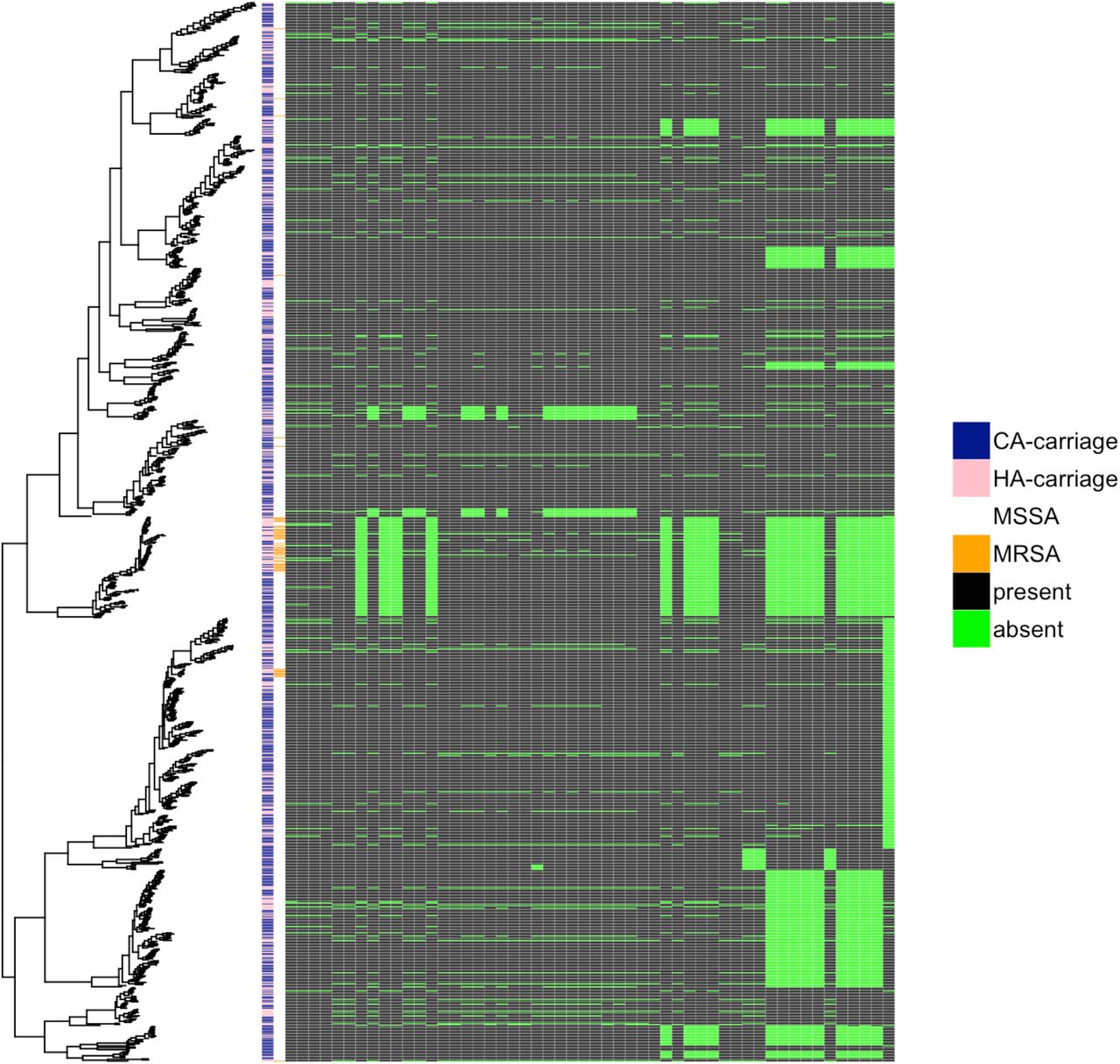 Presence of significant kmers in the population of CA and HA carriage.A maximum likelihood tree of carriage isolates is annotated with the predicted origin of carriage (pink HA, blue CA), the presence of MRSA (orange) and the presence (black) or absence (green) of each pattern of kmers mapping to prsA, in decreasing order of statistical significance left to right.