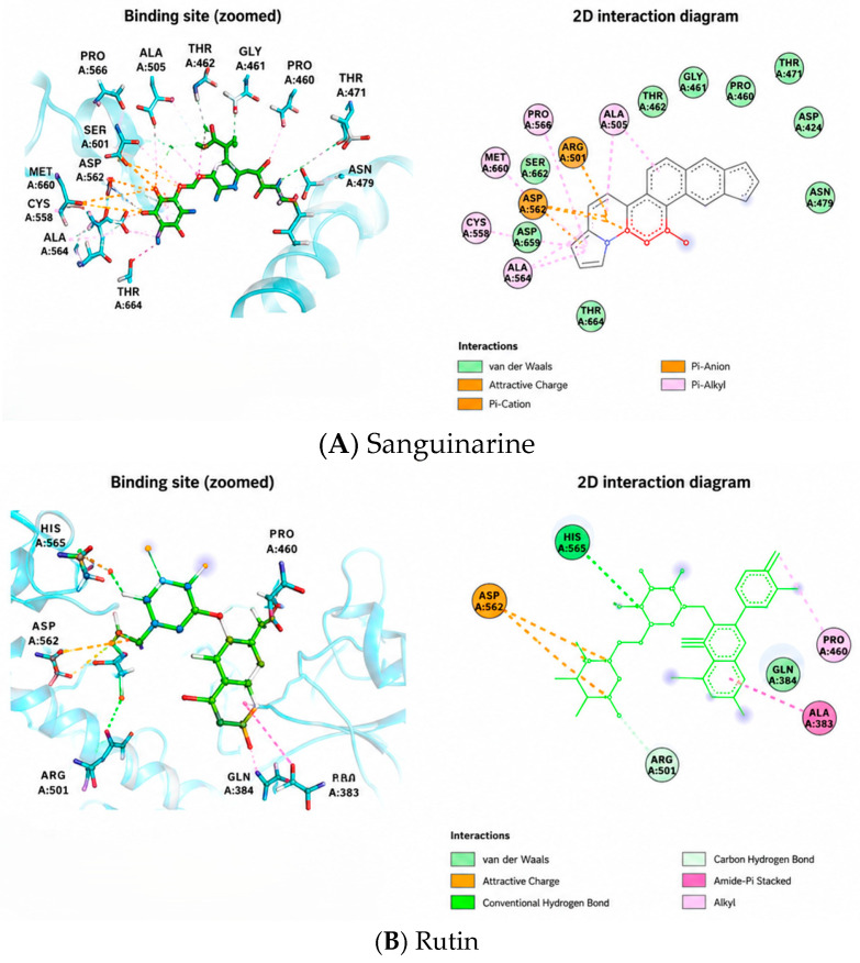 Binding conformations and their corresponding interaction diagrams of the two top-ranking ligands found inside the binding pocket of ornithine decarboxylase (ODC; PDB ID: 9FSC) are shown below. The top image is for (A) Sanguinarine, while the bottom image is for (B) Rutin. Both molecules occupy the binding pocket identified by the Fpocket server, and they contact key residues in the protein’s active site. Sanguinarine of π-cation, π-alkyl, and van der Waals interactions. In contrast, Rutin exhibits hydrogen bonding and electrostatic interactions.