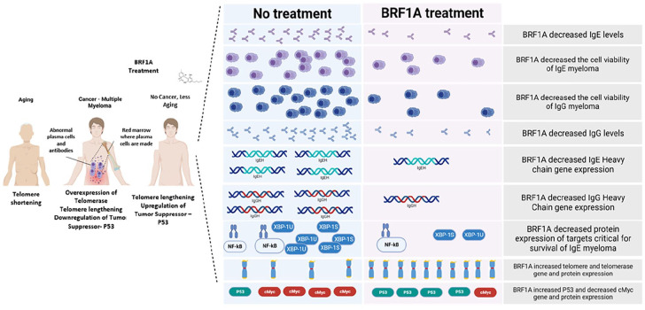 The anticancer effect of cannabinoid-containing products is by telomere lengthening and upregulation of P53: telomeres are repeating nucleotide sequences at the ends of chromosomes that protect the chromosome ends from damage and degradation. Telomeres shorten at each cell division, and cells die when they become too short. Telomere shortening results in aging and the absence of cancer. Overexpression of telomerase, the enzyme responsible for telomere lengthening, leads to genetic instability, tumors, and cancer development. Overexpression of telomerase, telomere lengthening, and upregulation of tumor suppressor P53 leads less aging and absence of cancer. “Created with Biorender.com”