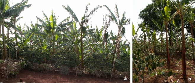 Banana shading system vs. kola shading system. (a) The coffee growing area in association with plantain banana trees where original data field were collected (banana shading system). (b) The forestry kola tree where the microclimatic data were collected over two years to investigate scenarios of modifications of coffee berry disease dynamics under agroforestry systems. All photographs were taken by the author Natacha Motisi.