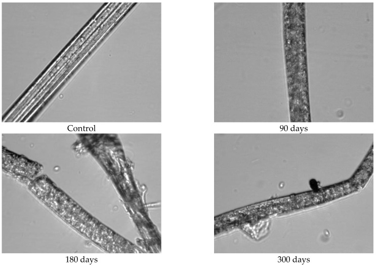 Images of viscose fibres taken from 400 g/m2 unexposed nonwoven mulches and those exposed for 90, 180, and 300 days (×1600 magnification).