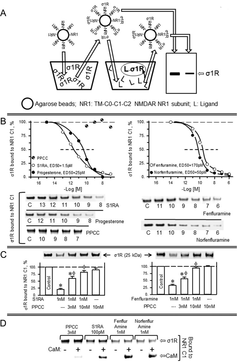 Fenfluramine and norfenfluramine disrupt the association of σ1Rs with NR1 subunits of NMDA receptors(A) In vitro assay to determine ligand activity at σ1Rs. NHS-activated Sepharose beads covalently coupled to a sequence of NR1 subunits containing the transmembrane region plus C0–C1–C2 cytosolic segments were incubated with excess σ1Rs (1:3). The unbound σ1Rs were washed out, and the NR1-coupled σ1Rs were exposed to serial concentrations of the ligands under study. The σ1Rs that remained attached to the NR1 subunits were then evaluated by SDS-PAGE and immunoblotting. (B) Diminishing effect of ligands on the association of σ1Rs with NR1 subunits. The assays were performed in the presence of 50 mM Tris–HCl (pH 7.5), 0.2% CHAPS and 2.5 mM calcium. Representative blots are shown. The ED50 values were computed using the software SigmaPlot V.13. (C) The σ1R agonist PPCC diminishes the capacity of S1RA and fenfluramine to disrupt σ1R–NR1 association. (D) S1RA, fenfluramine and norfenfluramine, but not PPCC, decreased the association of σ1Rs with CaM binding site on NR1 subunits. Agarose-NR1 carrying the associated σ1Rs was incubated with 2.5 mM CaCl2, in the absence or presence of 100 nM CaM. The assays were performed twice, and each point was duplicated. *Significant difference with respect to the control group, ϕ with respect to the group receiving only S1RA or fenfluramine; ANOVA, Dunnett multiple comparisons vs control group, p < 0.05.