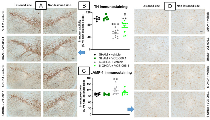 Quantification of TH (B) and LAMP-1 (C) immunoreactivities, including representative images (A) (TH; scale bar = 100 µm) and (D) (LAMP-1; scale bar = 50 µm)), measured in a selected area of the substantia nigra pars compacta of male mice subjected to unilateral 6-OHDA lesions or sham-operated and daily treated with VCE-006.1 (20 mg/kg, i.p.) for 2 weeks. Values correspond to % of the ipsilateral lesioned side vs. contralateral non-lesioned side and are expressed as means ± SEM of more than 6 animals per group. Data were assessed by one-way ANOVA followed by the Tukey test (** p < 0.01, *** p < 0.005 vs. the two sham-operated groups; # p < 0.05 vs. the vehicle-treated 6-OHDA lesioned mice).