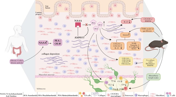 Graphical Abstract