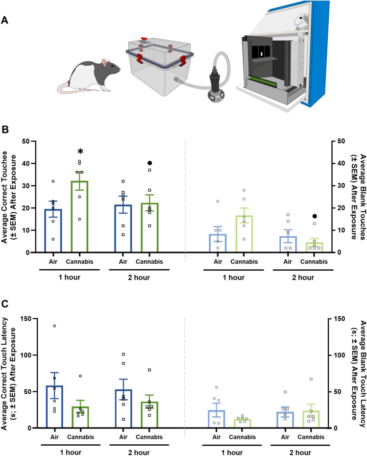 Vapor Cannabis Augments Food Seeking Behavior. (A) Illustrates the experimental design for operant responding studies in male Long Evans rats. Rats were exposed to air or cannabis on two days, one for 1-h post-exposure and one for 2-h post-exposure, statistical analysis was completed with two-way ANOVA repeated measures tests with Tukey HSD post-hoc testing. (B) illustrates correct and blank touches for air and cannabis exposed rats at both 1 and 2 h after exposure. The interaction between time and cannabis exposure for correct touches was significant (left side) but no significance was detected for time or air and cannabis exposure alone. Post-hoc testing revealed significant differences in number of correct touches between 1-h air and cannabis and cannabis exposure at 1 and 2-h timepoints. However, blank touches (B; right side) for both time and the interaction of cannabis or air and time were significantly different. Post-hoc testing of blank touches revealed a significant difference between cannabis exposure at 1 and 2-h timepoints. (C) Illustrates touch latency for both correct (left) and blank touches (right). No significant differences were detected in touch latency. Statistical Analysis Results of two-way repeated measures ANOVA testing and post-hoc Tukey HSD testing are shown in Supplemental Tables S6 and S7 respectively. Key: * = significantly different than 1 h Air exposed rats, • = significantly different than 1 h Cannabis exposed rats.