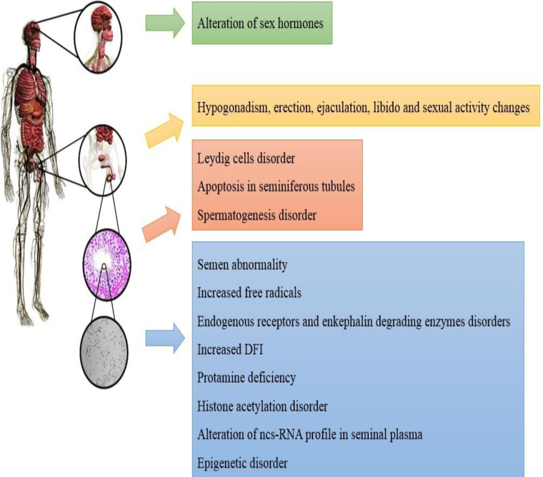 Structural and functional impairment, endocrinal disorders, changes in sexual behavior and semen analysis, and molecular alterations of semen in humans