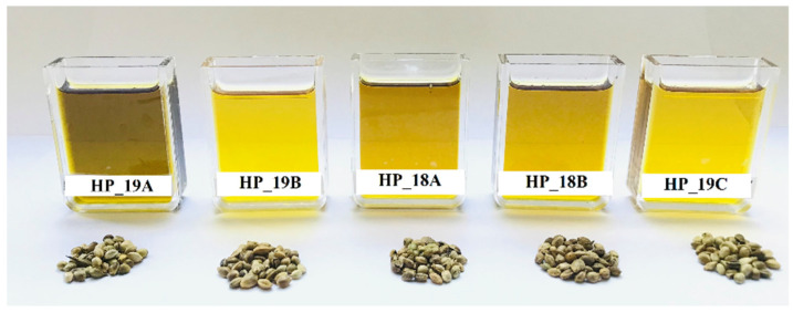 Hemp seeds and cold-pressed hemp seed oils. Group 1 oils (HL_18A, HL_18B) and group 2 oils (HL_19A, HL_19B, HL_19C).