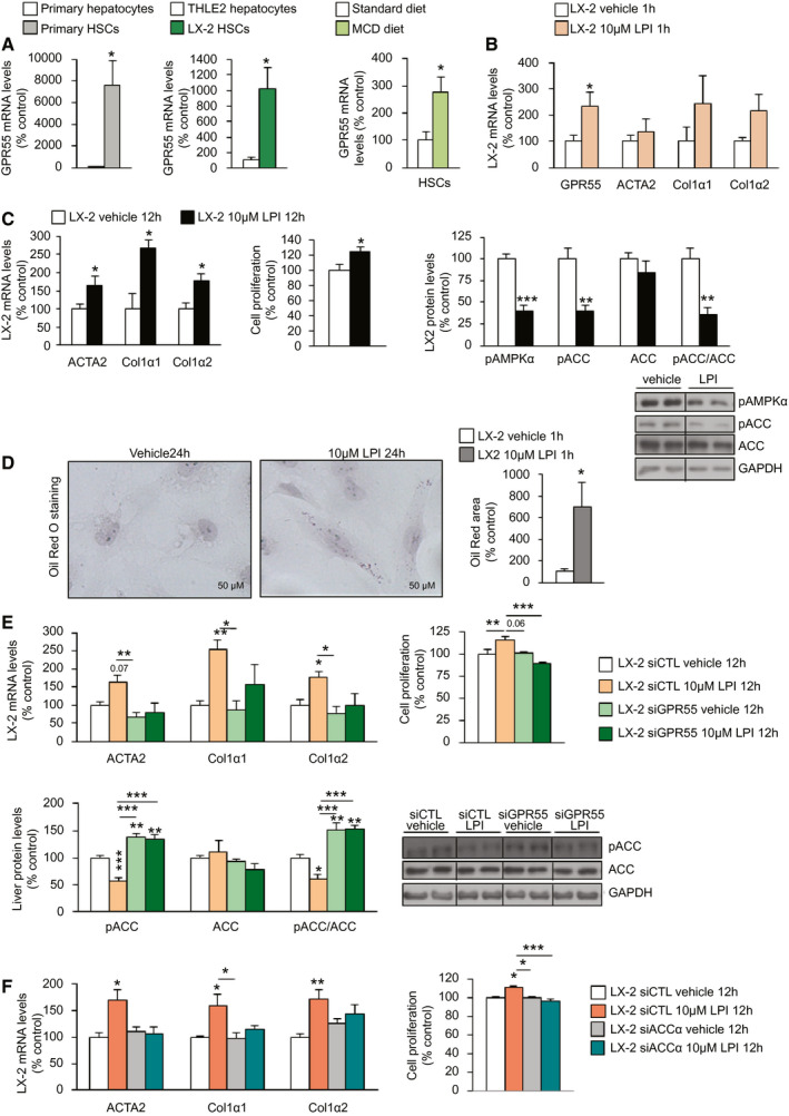 LPI activates LX‐2 HSCs through GPR55 and ACC. (A) GPR55 mRNA levels in primary HSCs compared with primary hepatocytes obtained from mice fed a standard diet and in LX‐2 human HSCs compared with THLE2 cells (n = 4‐8); HSCs isolated from the liver of mice fed an MCD diet or a standard diet for 4 weeks (n = 2‐4). (B) GPR55, ACTA2, COL1α1, and COL1α2 mRNA expression in LX‐2 cells after the administration of LPI (n = 8). (C) ACTA2, COL1α1, and COL1α2 mRNA expression; relative proliferation measured by MTT test; and protein levels of pAMPKα, pACC, and ACC in LX‐2 cells treated with LPI or vehicle for 12 hours (n = 6‐12). (D) Oil Red O staining of LX‐2 cells showing staining of lipids after the administration of LPI for 24 hours (n = 6). The right graph shows total lipid content normalized to the total number of nuclei per field. (E) ACTA2, COL1α1, and COL1α2 mRNA expression and relative proliferation and protein levels of pACC and ACC in LX‐2 cells transfected with siGPR55 or scrambled siRNA and treated with 10 µM LPI or vehicle for 12 hours. (F) ACTA2, COL1α1, and COL1α2 mRNA expression and relative proliferation in LX‐2 cells transfected with siACCα or scrambled siRNA (n = 6) and treated with vehicle or LPI for 12 hours. HPRT and GAPDH were used to normalize mRNA and protein levels, respectively. Dividing lines indicate spliced bands from the same gel. Data are presented as mean ± SEM. Statistical differences are denoted by *P < 0.05, **P < 0.01, and ***P < 0.001. Abbreviations: ACC, acetyl–coenzyme A carboxylase; ACTA2, actin α2; COL1α1, collagen α1; COL1α2, collagen α2; GAPDH, glyceraldehyde 3‐phosphate dehydrogenase; GPR55, G protein–coupled receptor 55; HPRT, hypoxanthine‐guanine phosphoribosyltransferase; HSC, hepatic stellate cell; LPI, l‐α‐lysophosphatidylinositol; MCD, methionine‐choline–deficient; MTT, 3‐(4,5‐dimethylthiazol‐2‐yl)‐2,5‐diphenyltetrazolium bromide; pACC, phosphorylated ACC; pAMPKα, phosphorylated adenosine monophosphate–activated protein kinase α; siACCα, siRNA ACCα; siCTL, siRNA control; siGPR55, siRNA GPR55; siRNA, small interfering RNA.