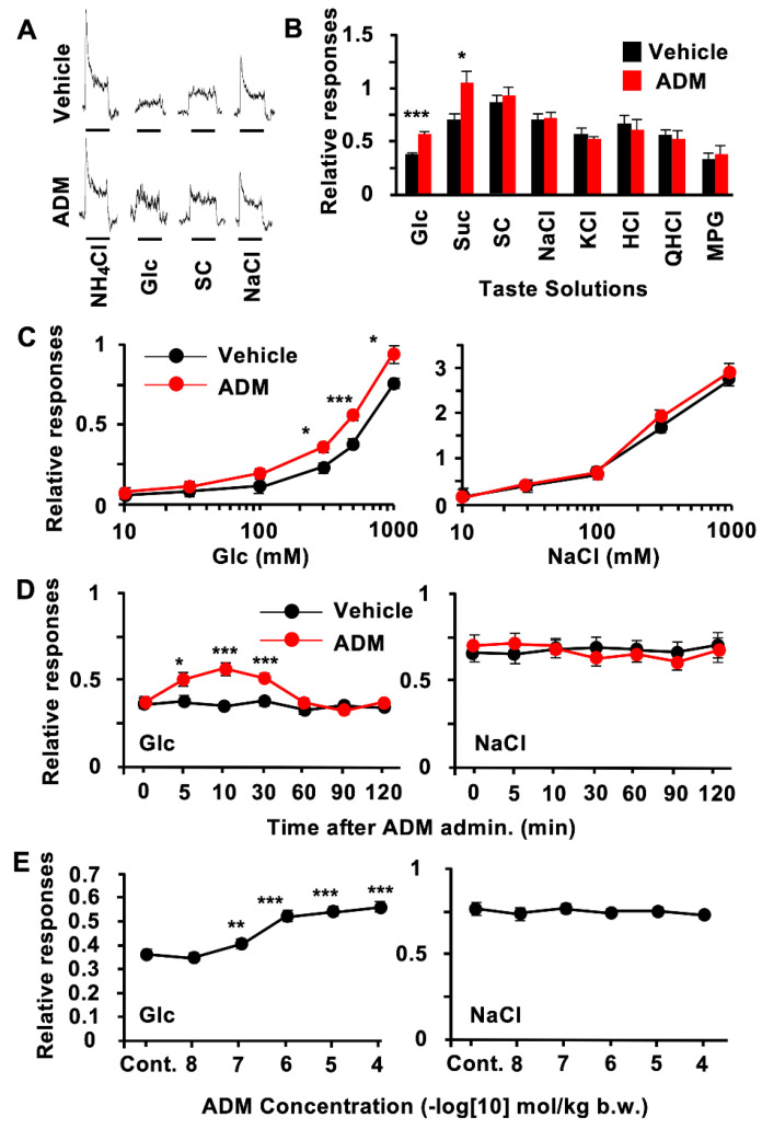 Adrenomedullin (ADM) enhanced chorda tympani (CT) nerve responses to sugars but not to artificial sweeteners and other tastants. (A) Typical examples of CT nerve responses of B6 mice 10–30 min after i.v. injection of vehicle (upper traces) or 10−6 mol/kg b.w. ADM (lower traces). (B) CT nerve responses of B6 mice to 500 mM of glucose (Glc), 500 mM of sucrose (Suc), 1 mM of SC45647 (SC), 100 mM of NaCl, 100 mM of KCl, 10 mM of HCl, 20 mM of quinine HCl (QHCl), and 100 mM of monopotassium glutamate (MPG) 10–30 min after administration of vehicle (black bars) or 10−6 mol/kg b.w. of ADM (red bars) (n = 7). (C), Concentration-dependent CT nerve responses to Glc (left) and NaCl (right) 10–30 min after administration of vehicle (black symbols) or 10−6 mol/kg b.w. of ADM (red symbols) (n = 7). (D), Time-dependent changes in CT nerve responses to 500 mM of Glc (left) and 100 mM of NaCl (right) after administration of vehicle (black symbols) or 10−6 mol/kg b.w. of ADM (red symbols) (n = 7). (E), Dose-dependent effect of ADM treatment on CT nerve responses to 500 mM of Glc (left) and 100 mM of NaCl (right) (n = 7). Asterisks show significant differences between vehicle controls (Cont.) and ADM administration (* p < 0.05, ** p < 0.01, *** p < 0.001; Student’s t-test (B) post hoc t-test following repeated two-way ANOVA ((C,D), with Bonferroni correction) and one-way ANOVA (E)). All data are presented as means ± SEMs.