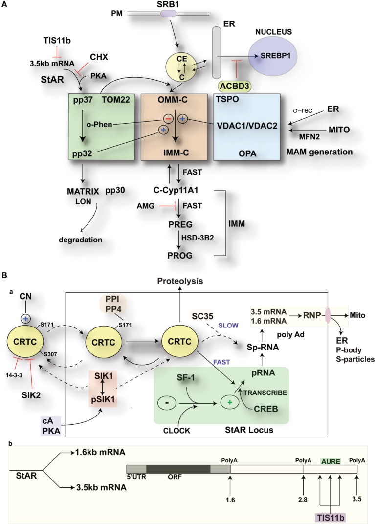 Modulation of StAR control of cholesterol availability via the N-terminal StAR regulatory domain, SIK1, and TIS11b. (A) Modulation of the cholesterol transfer activity of the C-terminal StAR domain by the N-terminal regulatory domain. Three functional compartments are distinguishable: green: StAR transfer from OMM cholesterol-binding activity and transfer of pp37 from the OMM to the IMM, where proteolytic processing occurs with possible supplemental activity in adrenal cells. Brown: cholesterol transfer at sites of membrane contact, possibly directed by mPTP modulation. Blue: factors modulating the partnership between StAR and cholesterol, including VDACs, TSPO, GTPases (OPA1, MFN2), and the activation effects of membrane fusion (ER, inter-into). (B) (a) schematic detailing the activities of SIK1 and CRTC2 in mediating the effects of cAMP and PKA on StAR mRNA expression in comparison to Tis11b and (b) modulation of StAR mRNA availability to the mitochondria by SIK1/CRTC2 (transcription and splicing) and Znf36l1/Tis11b (regulation of 3.5-kb StAR mRNA location/3′UTR processing).