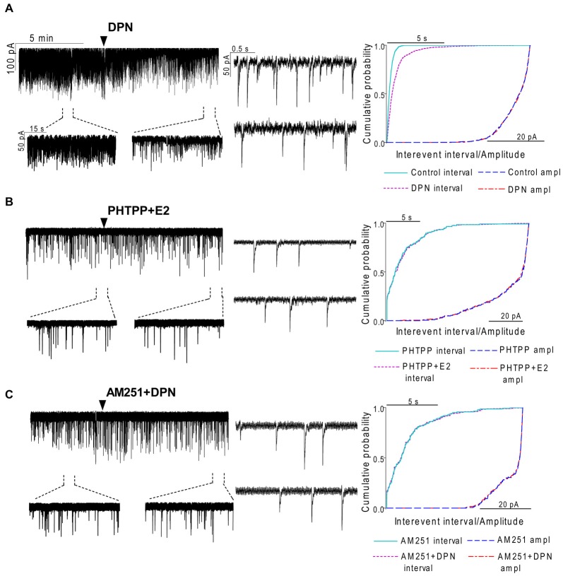 The effect of ERβ activation on the mPSCs in GnRH neurons of the metestrous female mice: outcome of ERβ antagonist, agonist and CB1 blocker. (A) The subtype-selective ERβ agonist DPN (10 pM, 10 min) significantly decreased the frequency of mPSCs. One-minute long periods of the recording before and after application of the agonist are illustrated under the recording. Cumulative probability plot presents reduction of the interevent intervals, but not in amplitude. (B) Pretreatment of the brain slice with the selective ERβ receptor antagonist PHTPP (1 μM, 10 min) inhibited the effect of E2 on mPSCs. (C) ERβ agonist DPN had no significant effect on the frequency of mPSCs in the presence of AM251 (1 μM, 10 min). Arrowhead shows the onset of drug administration. Individual events of mPSC show no change in waveform properties of the treated phase (lower insets) as compared to the control phase (upper insets) in any of the mPSC measurements. Cumulative probability plots show no change in interevent intervals and amplitudes in (B,C) graphs.