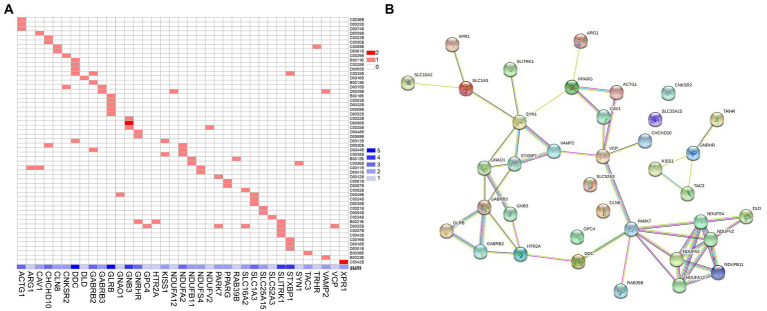 Gene mutations in the retrograde eCB signaling pathway in patients with MDD. (A) The 37 gene mutations in the retrograde eCB signaling pathway observed in 55 patients with MDD. The x-axis shows the 37 gene mutations, with the concentration of blue indicating the number of patients with MDD who carry each mutation. The y-axis shows each patient with MDD. The color in each square reflects the number of genetic mutations. Light red indicates that the gene is a heterozygous mutation, and dark red indicates a homozygous mutation. (B) The biological functions of the genes in the eCB signaling pathway based on the protein–protein interaction network analysis. Each node represents the proteins encoded by the genes, the contents of which are the 3D structures of proteins. Edges represent protein–protein associations contributing to a shared function. Different classifications are indicated by different colors. Known interactions are shown in blue and rose-red, based on information from curated databases and experimental studies, respectively. Predicted interactions are shown in green, red, and deep purple to indicate gene neighborhood, fusions, and co-occurrence, respectively. Yellow, black, and light purple represent interactions based on text mining, co-expression, and protein homology. eCB: endocannabinoid.