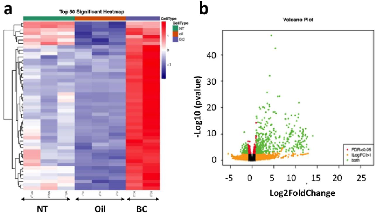 Results of RNA sequencing of post-surgery 17 hours skin and intact skin.Heatmap showing the top 50 significant gene expressions in the skin exposed to BCP (n=2) or oil (n=3), 17 to 18 hours post-surgery (inflammation stage), and in the skin of mice without skin excision (NT group) (n=3). Comparison between BCP vs. oil (a) showed clear difference between BCP and oil. (b) Volcano plot from the comparison between BCP vs. oil. Y-axis shows log10 (p value) and X-axis shows log2 fold change value.