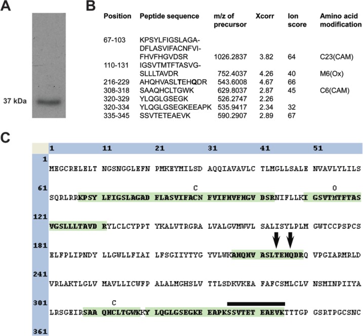 The rat cannabinoid receptor 2 isoform 1 was unambiguously identified by mass spectrometry in the membrane-enriched fraction of lysates from CHO-K1 cells. (A) Western blot of the CB2 receptor in CB2-overexpressing CHO-K1 cells. A single band of 37 kDa is detected. (B) Table view of the identified peptides and the precursor mass-over-charge ratio (m/z), SEQUEST peptide score (Xcorr: cross-correlation coefficient), Mascot ion score and peptide modifications (CAM: carboxyamidomethyl cysteine; Ox: Oxidation of methionine). (C) Sequence view of the significantly identified peptides highlighted in green. Arrows indicate the positions of amino acid sequence variations between the expressed protein and the NCBI accession AF176350 (T224 instead of A224 and Q227 instead of L227). The peptide clearly identifying the presence of the shorter C-terminus of isoform 1 is shown by a horizontal bar.