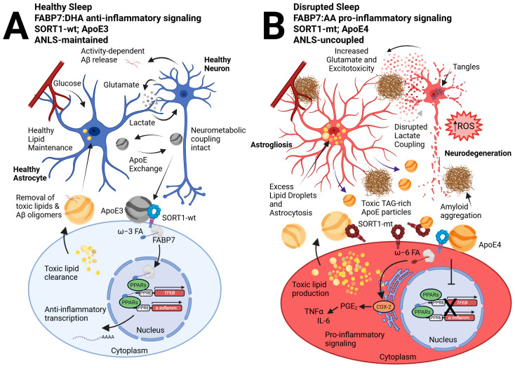 A neural-glial model of the ApoE-SORT1-FABP7 axis tied to sleep disruption and AD pathophysiology. We previously described how neural-glial metabolic coupling during healthy sleep preserves neural function via the astrocyte supply of lactate following activity-dependent glutamate release tied to wakefulness, known as the ANLS [62,124]. (A) In contrast, disrupted sleep is tied to enhanced wake-dependent glutamate release from neurons, subsequent Aβ oligomerization, and astrocyte reactivity, creating a reciprocal interaction that disrupts the ANLS and enhances glutamatergic release, which is tied to further fragmented sleep and excitotoxicity that perpetuates the cycle (B) [37,38]. In this updated model, we incorporate FABP7 signaling from astrocytes to neurons that is closely tied to ApoE lipid exchange, where ApoE3 cargo interacts with SORT1-wt receptors on neurons to drive FABP7-dependent ω-3 FA, such as DHA nuclear localization, to promote PPAR-mediated transcription of anti-inflammatory and neuroprotective genes, such as TFEB (A). However, ApoE4 disrupts functional interactions between SORT1 and FABP7 (B), preventing nuclear localization of FABP7 and subsequent neuroprotective gene expression [42,123]. We hypothesize that the recently identified SORT-mt tied to Alzheimer’s risk, in combination with the Ex17b mutant that permits soluble decoy SORT1 receptors [125,126], may similarly inhibit the ApoE-SORT1-FABP7 nuclear lipid-signaling cascade. This would favor FABP7 to bind to ω-6 FAs, such as AA, and shuttle them to the endoplasmic reticulum to activate COX-2-dependent pro-inflammatory pathways via ω-6 FA conversion to prostaglandins (particularly PGE2). Such activation would result in the production of chemokines and cytokines, such as TNFα and IL-6, in tandem with our previous hypothesis for a dichotomous role for FABP7 in AD [98]. Here, pro-inflammatory signaling further exacerbates toxic lipid production via increased glutamate release, excitotoxicity, and ROS leading to excess lipid droplet formation and astrocytosis, disrupting lactate coupling. Further release of toxic TAG ApoE particles as well as enhanced amyloid secretion and aggregation tied to more glutamate leads to neurodegeneration. We hypothesize that the wake-dependent Aβ and TAG release by neurons is taken up by ApoE and trafficked to astrocytes for clearance and metabolism as a process during sleep. However, given SORT1 expression is not exclusive to neurons, future studies will be important to distinguish between cell types responsible for ApoE particle trafficking, ligand uptake, intracellular routing, nuclear signaling, and secretion events. Abbreviations: astrocyte-neuron lactate shuttle (ANLS), beta-amyloid (Aβ), wild-type (wt), omega-3 (ω-3), fatty acid (FA), docosahexaenoic acid (DHA), peroxisome proliferator-activated receptor (PPAR), transcription factor EB (TFEB), mutant (mt), omega-6 (ω-6), arachidonic acid (AA), cyclooxygenase 2 (COX-2), prostaglandins E2 (PGE2), tumor necrosis factor-alpha (TNFα), interleukin-6 (IL-6), reactive oxygen species (ROS), triacylglycerol (TAG).